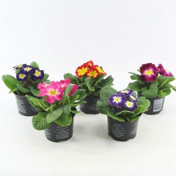 Primula MIX