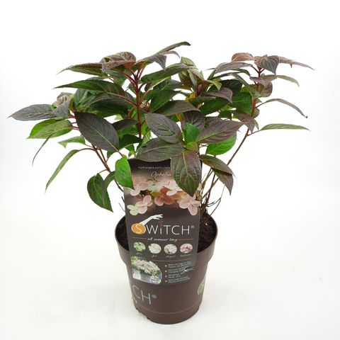 Hydrangea paniculata SWITCH OPHELIA