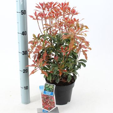 Pieris japonica 'Red Mill'