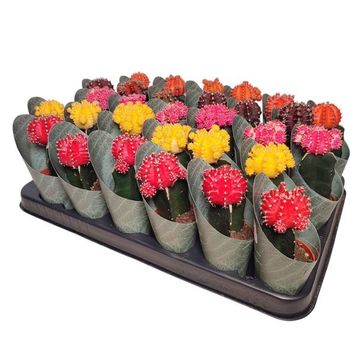 Gymnocalycium MIX