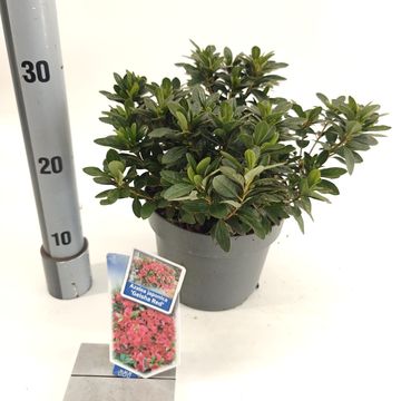 Rhododendron GEISHA RED (AJ)