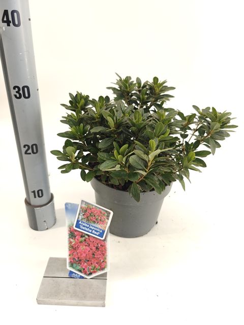 Rhododendron GEISHA RED (AJ)
