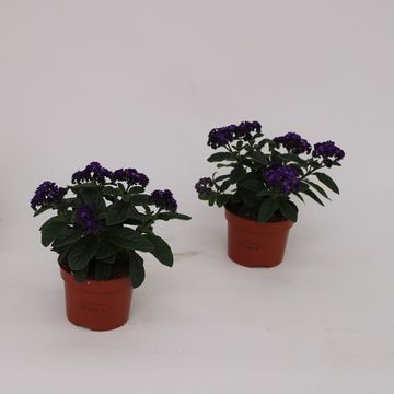 Heliotropium arborescens MARINO BLUE