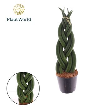 Sansevieria cylindrica 'Braid'