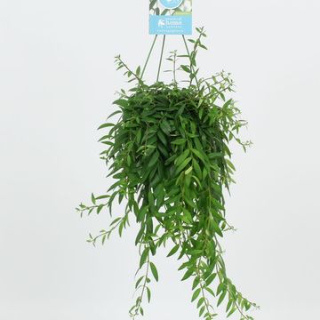 Aeschynanthus 'Japhrolepis'