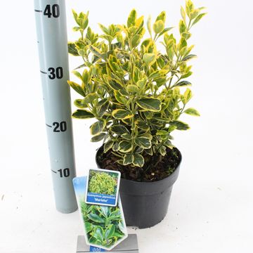 Euonymus japonicus 'Мариеке'