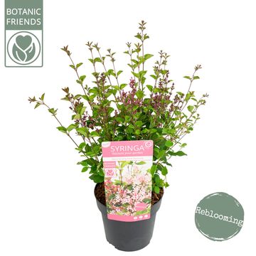 Syringa BLOOMERANG PINK PERFUME