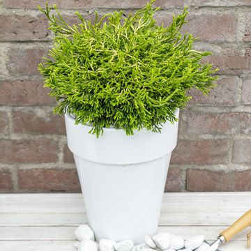 Chamaecyparis obtusa 'Gitte'