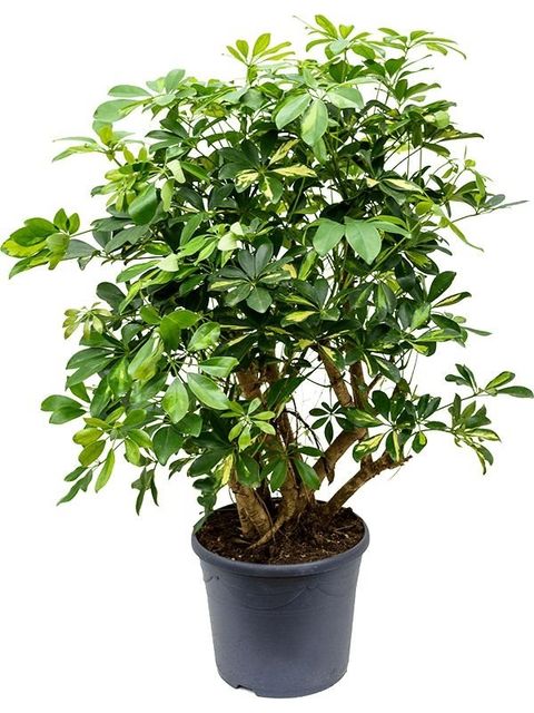 Schefflera arboricola 'Gold Capella'