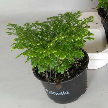 Selaginella martensii 'Jori'