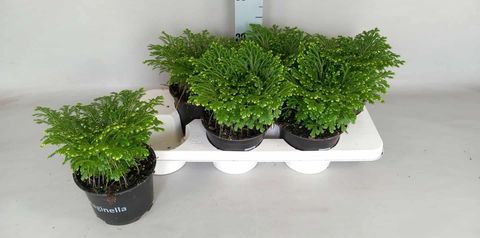 Selaginella martensii 'Jori'