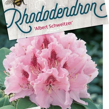 Rhododendron 'Albert Schweitzer'