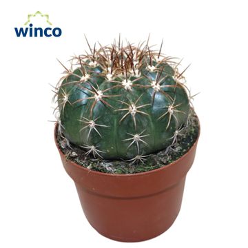 Melocactus curvispinus