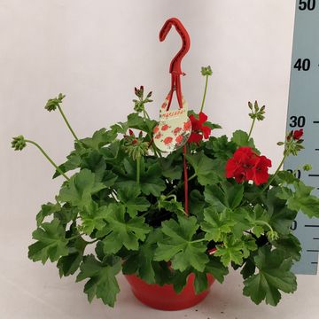 Pelargonium MARCADA DARK RED