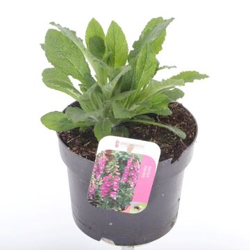 Digitalis purpurea 'Hanabee Pink'