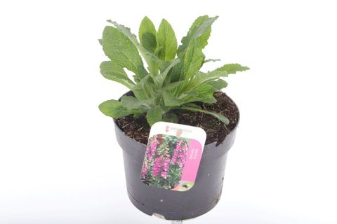 Digitalis purpurea 'Hanabee Pink'