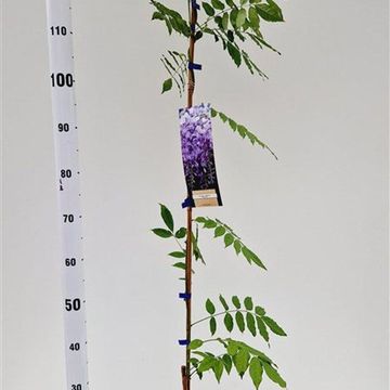 Wisteria sinensis 'Prolific'