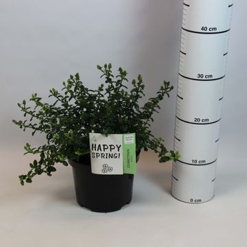 Ceanothus thyrsiflorus repens