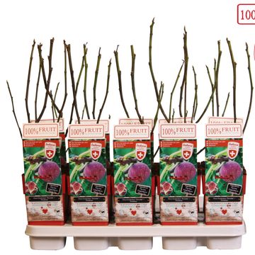 Ficus carica 'Gustissimo Perretta'