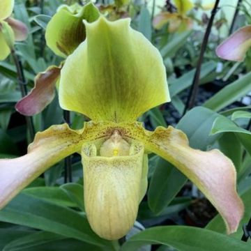 Paphiopedilum esquirolei x Bidborough