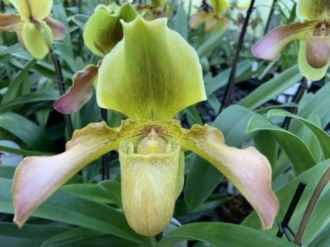Paphiopedilum esquirolei x Bidborough