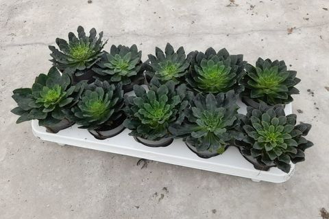 Lewisia cotyledon MOUNTAIN DREAMS MIX