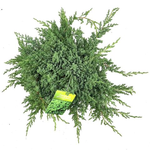 Juniperus procumbens 'Nana'