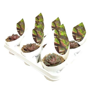 Echeveria purpusorum