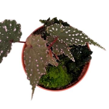 Begonia 'Sumatra Spotted'