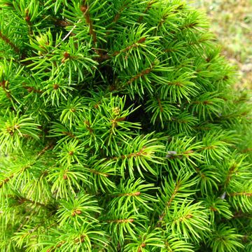 Picea glauca DECEMBER