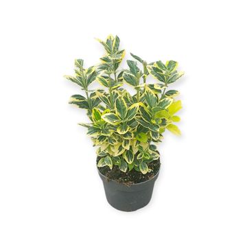 Euonymus japonicus MARIEKE