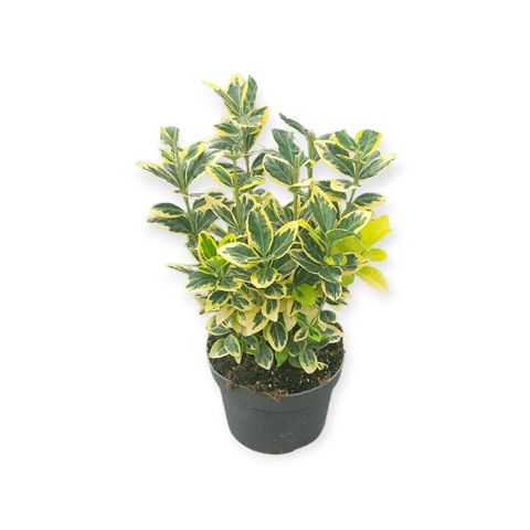 Euonymus japonicus MARIEKE