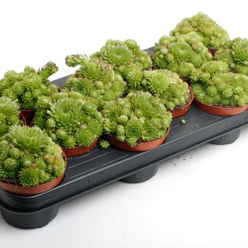 Sempervivum 'Herta'