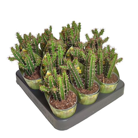 Euphorbia griseola