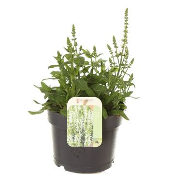 Salvia nemorosa SENSATION WHITE