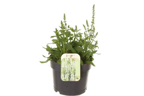 Salvia nemorosa SENSATION WHITE