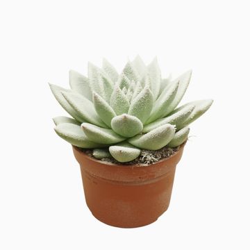 Echeveria agavoides