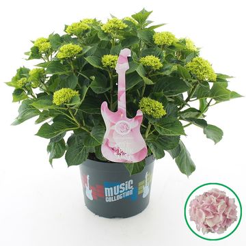 Hydrangea macrophylla MIX