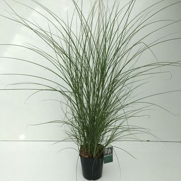 Miscanthus sinensis 'Грациллимус'