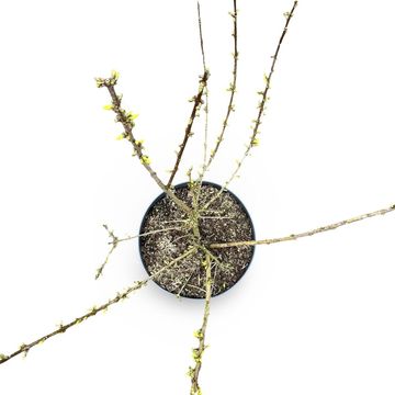 Forsythia 'Goldrausch'