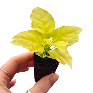 Radermachera sinica 'Aurea'