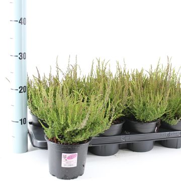Calluna vulgaris GARDEN GIRLS ATHENE