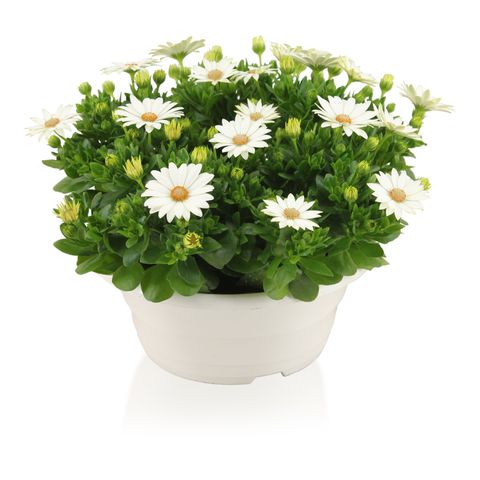 Osteospermum MARGARITA WHITE