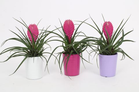 Tillandsia cyanea 'Anita'