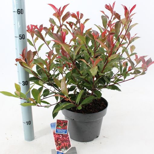 Photinia x fraseri 'Carré Rouge' (About Plants Zundert BV)