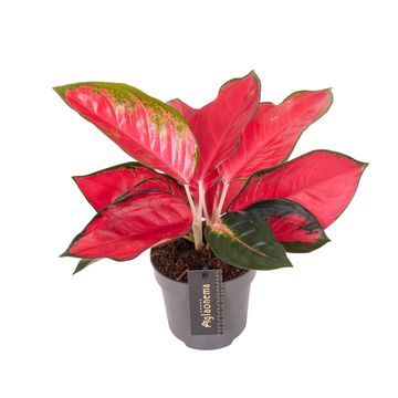 Aglaonema 'Chili Red'