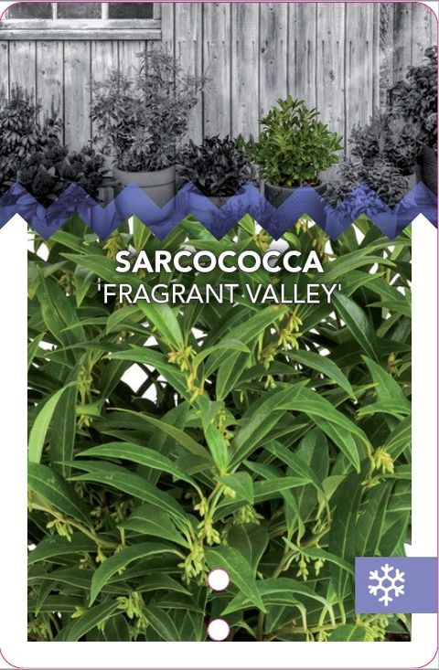 Sarcococca hookeriana FRAGRANT VALLEY