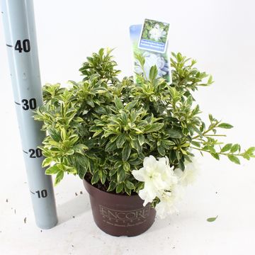 Rhododendron ENCORE AUTUMN MOONSTRUCK