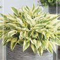 Hosta 'Bobcat'
