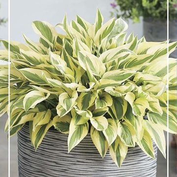 Hosta 'Bobcat'